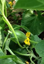 honigmelonen5.webp
