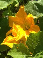 Kürbisblüten.webp