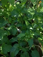 Paprika.webp
