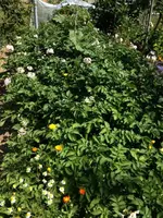 Kartoffelbeet 2.webp
