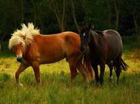 mein neuer Liebling_640.webp