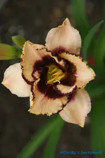 Ageless Beauty+.webp