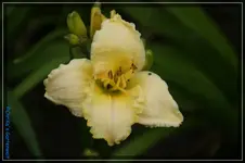 Albert 15.webp