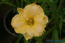 Albert 31+.webp