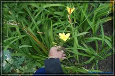 Golden Chirmes.webp