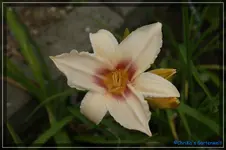Prairie Charmer.webp