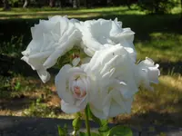 SAM_4676.webp