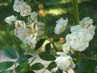 SAM_4677.webp
