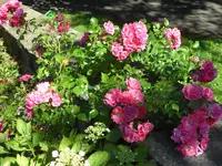 SAM_4679.webp