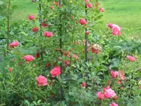 SAM_4643.webp