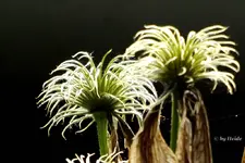 _verbluehte Clematis.webp