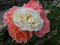 DSCN3372.webp