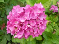 DSCN3373.webp