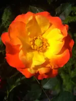 IMG_6712 Orange Sensation.webp