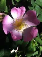 IMG_6323 Frühlingszauber.webp
