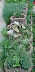 Schnittlauch.webp