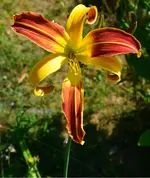 unbekannterspider.webp