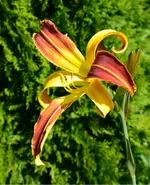 unbekannterspider2.webp