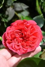 DSC_1946.webp