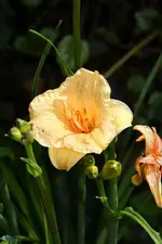 DSC_1935.webp