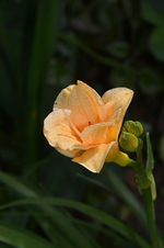 DSC_1936.webp