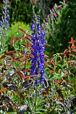 DSC_1943.webp