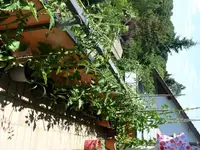 k-P1070974.webp