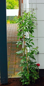 Perennial Blue_Knospen_grün_500.webp
