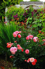 Mary Anne und Polish Spirit_lila_500.webp