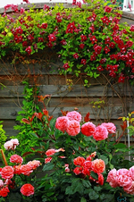 Mary Anne und Purpurea Plena Elegans_500.webp