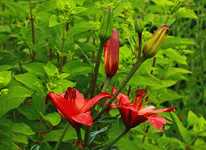 Lilie rot_orange_Blüten_Knospen_Wassertropfenn2_640.webp