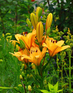 Lilie_gelb_grün_600.webp