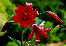 Lilie_weinrot_Blüten_Knospen_Wassertropfen_Bokeh_640.webp