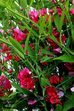 Staudenwicke_grün_pink_Blüten_500.webp