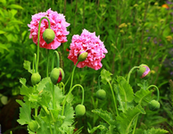türkischer Mohn_gefüllt_pink_grün_Knospe_Blüte3_640.webp