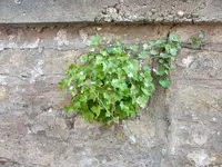 CIMG7220.webp