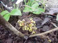 CIMG4312.webp