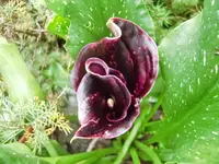 CIMG0995.webp