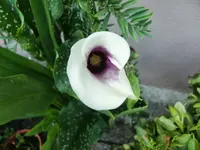 CIMG7138.webp