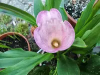 CIMG7136.webp