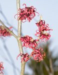 DSC_2506_Hamamelis_ZaubernuS.jpg