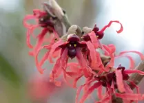 DSC_2510_ZaubernuS_Hamamelis.webp