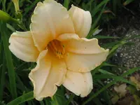 IMG_melone v.christiane_1280x960.webp