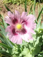 image.webp
