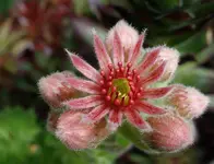 blmnMakro (11).webp