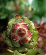 blmnMakro (12).webp