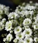 blmnMakro (13).webp