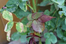Rose1.webp