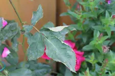 Rose2.webp