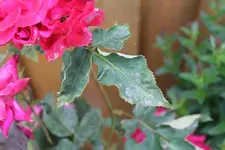 Rose3.webp